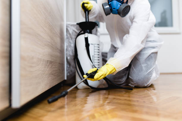 Best Termite Control Services  in Rifle, CO