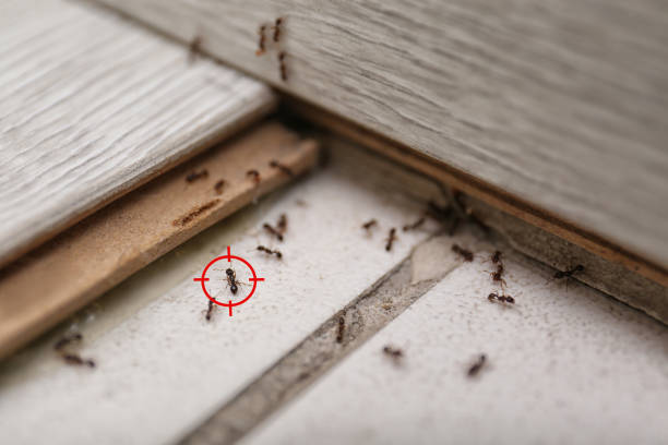 Best Wasp Removal Services  in Rifle, CO