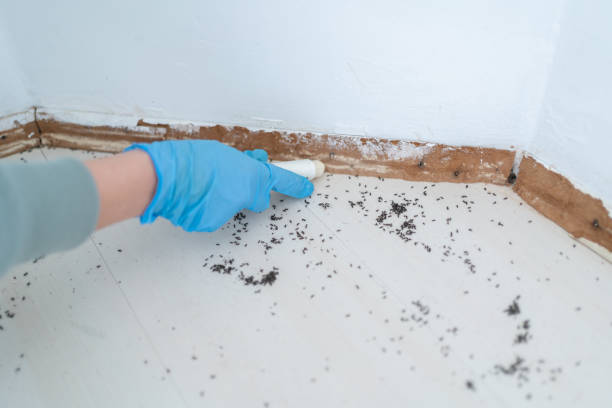 Best Residential Pest Control  in Rifle, CO